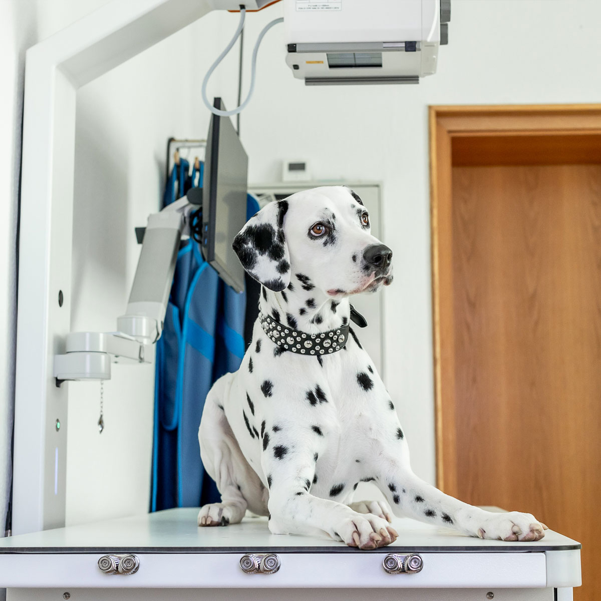 Hund liegt auf digitalem Röntgenapparat